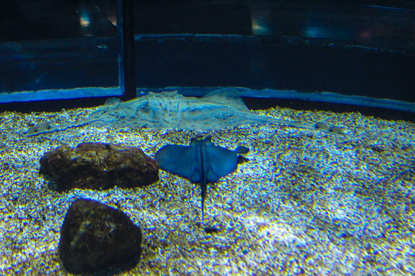 aquarium barcelona (14)