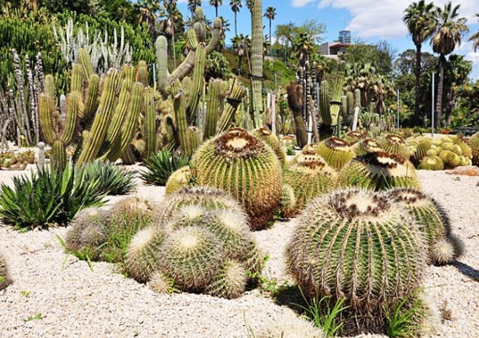 Barcelona Botanical Garden